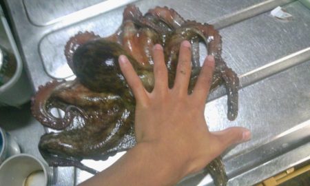 久しぶりのまあまあサイズ